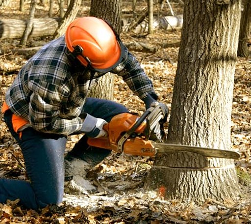 Tree Removal in Fairgrove, MI